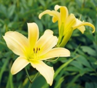 Yellow Daylily Flower Jigsaw Puzzle