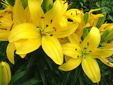 Yellow Lilies Jigsaw Puzzle