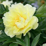 Desenhos de Yellow Peony Flower Jigsaw Puzzle para colorir