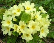 Yellow Primrose Flower Jigsaw Puzzle