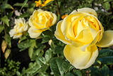 Yellow Roses Jigsaw Puzzle