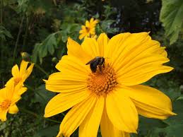 Yellow Sunflower Mexican Jigsaw Puzzle