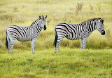 Desenhos de Zebra Pair Jigsaw Puzzle para colorir