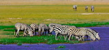 Zebras Jigsaw Puzzle