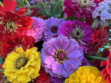 Zinnias Flower Jigsaw Puzzle